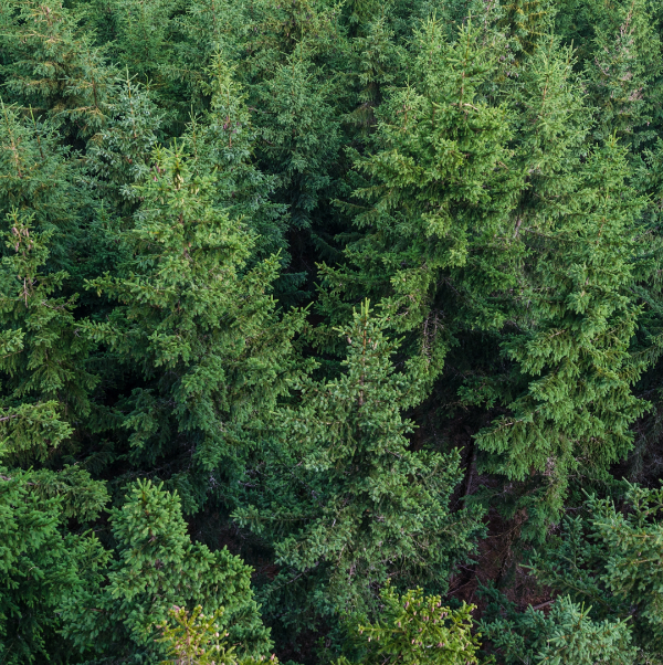 Ce bar plante des arbres. Nous nous sommes associés à One Tree Planted pour reverser 1 % de nos ventes annuelles à leur fonds. Jusqu'à présent, nous avons planté 1370 arbres en Afrique grâce à votre soutien.