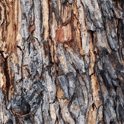 Gros plan sur l'écorce d'un arbre à la texture rugueuse