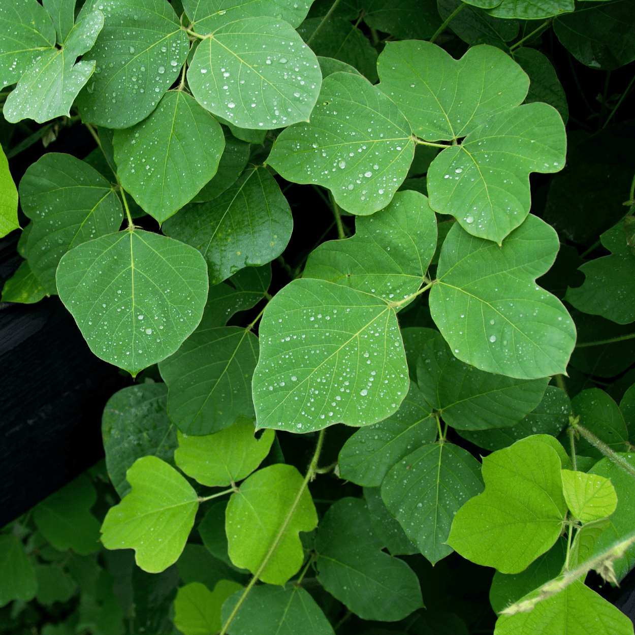 Extrait de kudzu – un ingrédient d'origine végétale connu pour renforcer les cheveux, améliorer leur élasticité et les protéger contre les cassures.