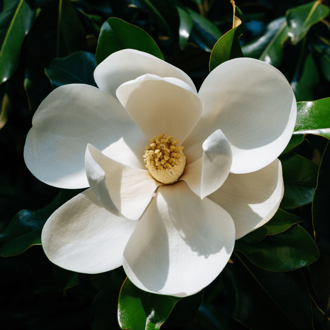 image en gros plan d'une fleur de magnolia
