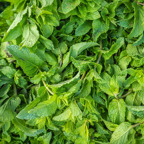 huile de menthe poivrée pour les cheveux